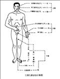 脉诊的部位